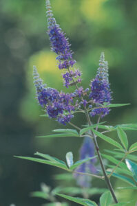 Herbs for Women: Vitex Agnus Castus Image
